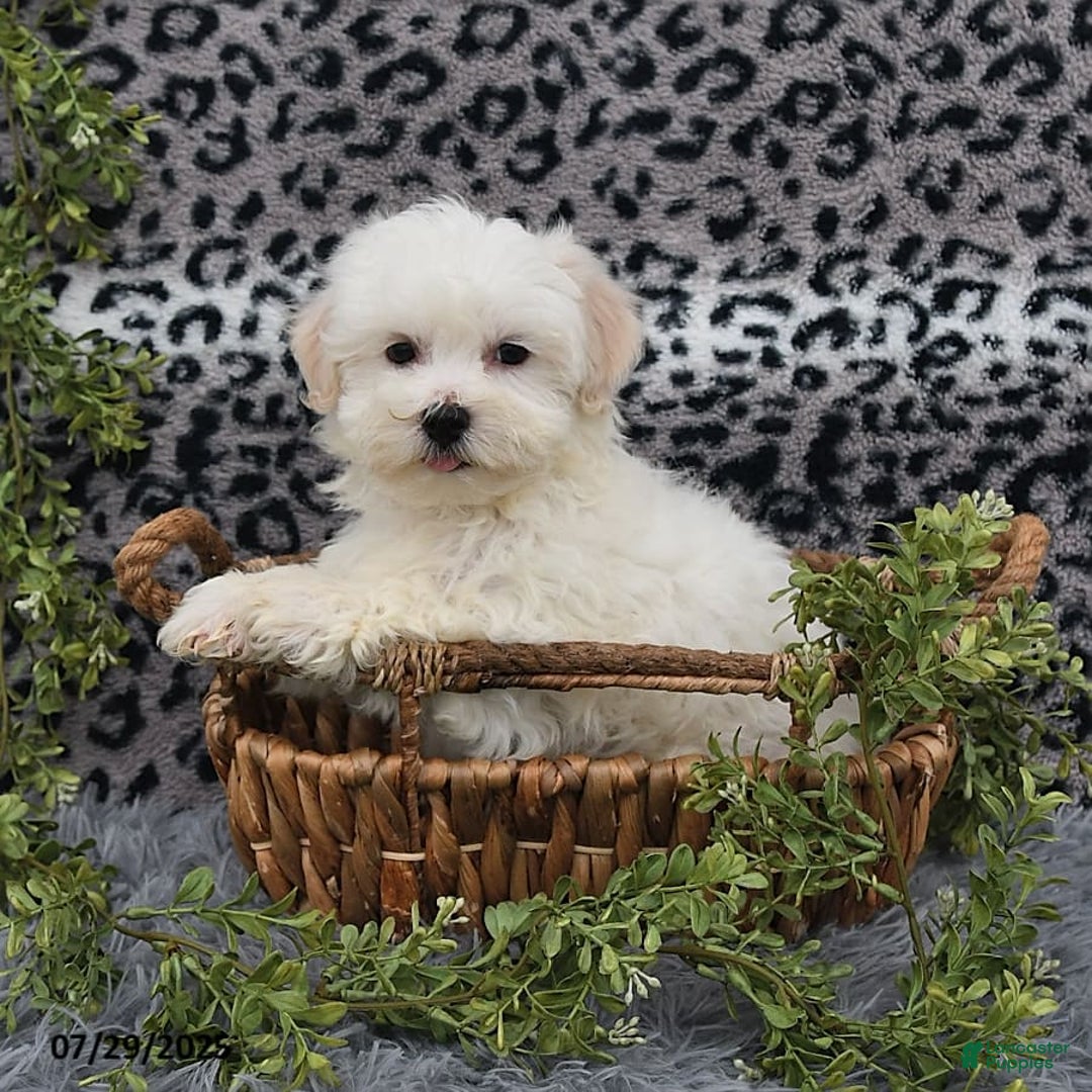 Havanese dogs for sale: Chadwin - Image 5
