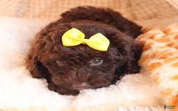 Cockapoo dogs for sale: Bess - Image 9