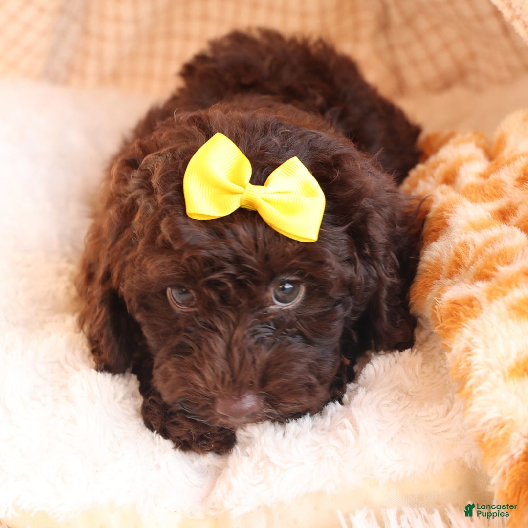 Cockapoo dogs for sale: Bess - Image 9