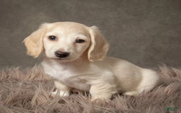 Dachshund dogs for sale: Deli - Image 2
