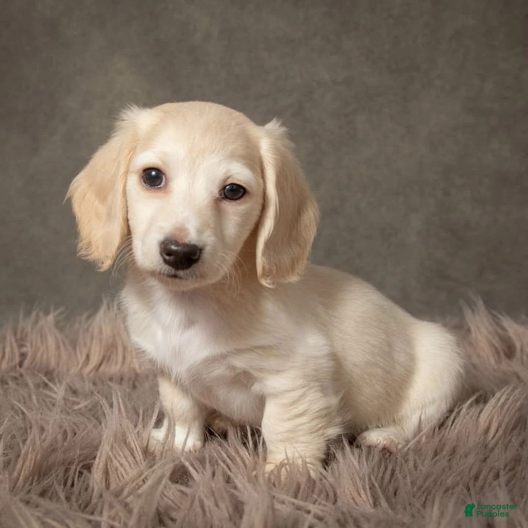 Dachshund dogs for sale: Deli - Image 2