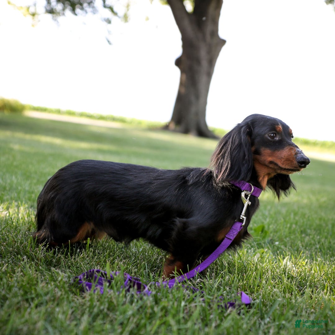 Miniature Dachshund dogs for sale: Precious - Image 10