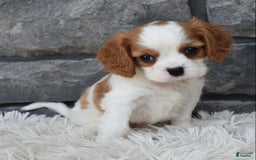 Cavalier King Charles Spaniel dogs for sale: Buddy - Image 7