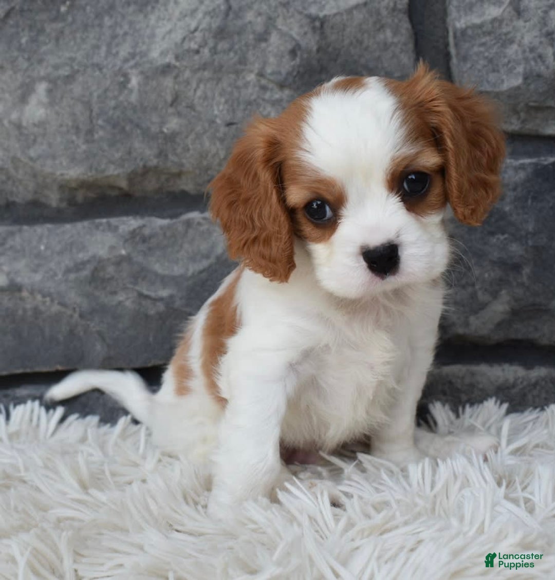 Cavalier King Charles Spaniel dogs for sale: Buddy - Image 7