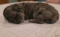 Standard Poodle dogs for sale: Velma - Image 2