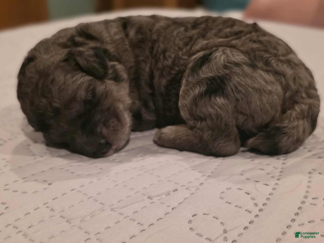 Standard Poodle dogs for sale: Velma - Image 2