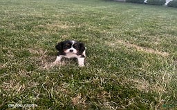 Cavalier King Charles Spaniel dogs for sale: Cavalier King Charles Spaniel 5 puppies - Image 19