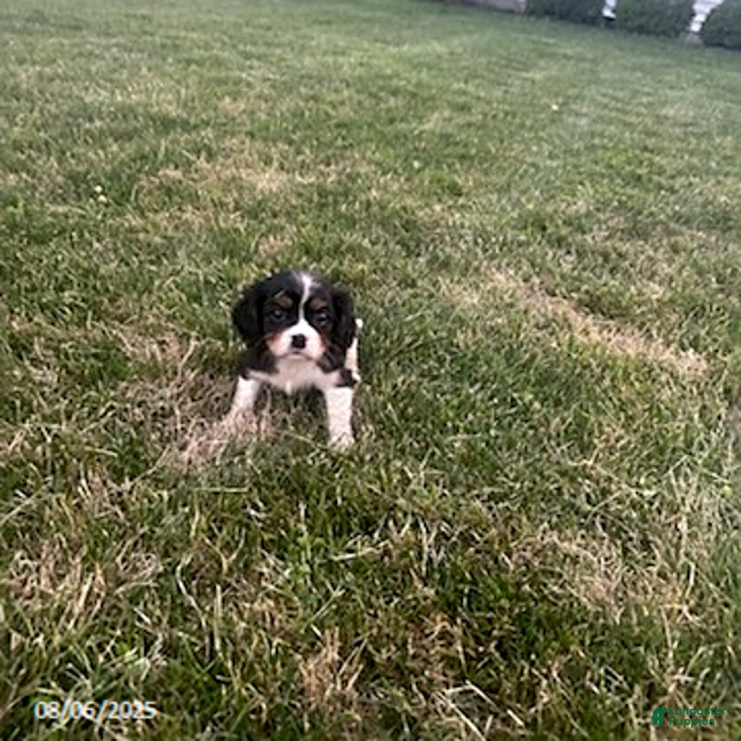 Cavalier King Charles Spaniel dogs for sale: Cavalier King Charles Spaniel 5 puppies - Image 19