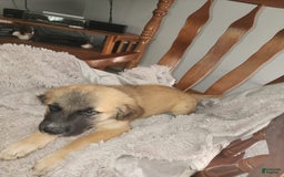 German Shepherd dogs for sale: Fluffy - Image 3