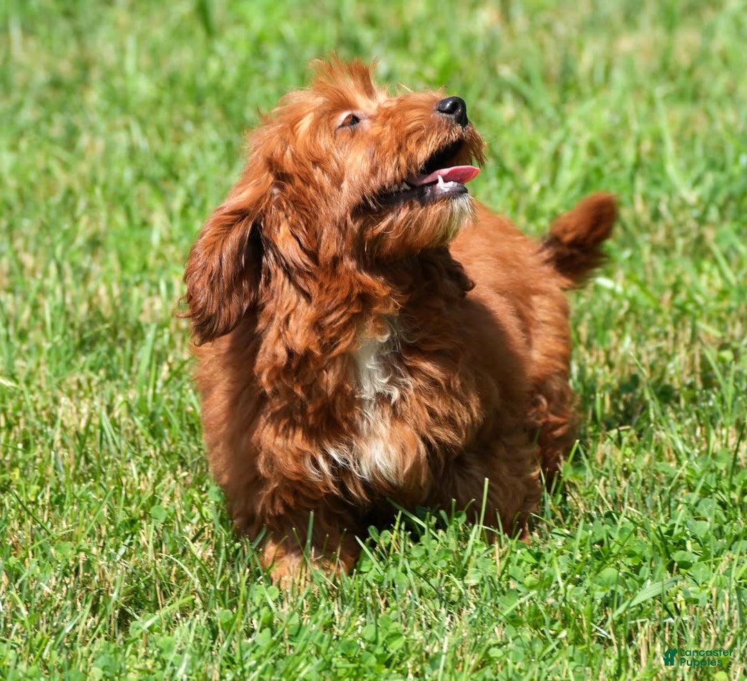 Bichpoo dogs for sale: Nolan - Image 11