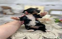 Portuguese Water Dog dogs for sale: Taylor - Image 7