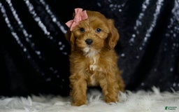 Cavapoo dogs for sale: Nala - Image 1