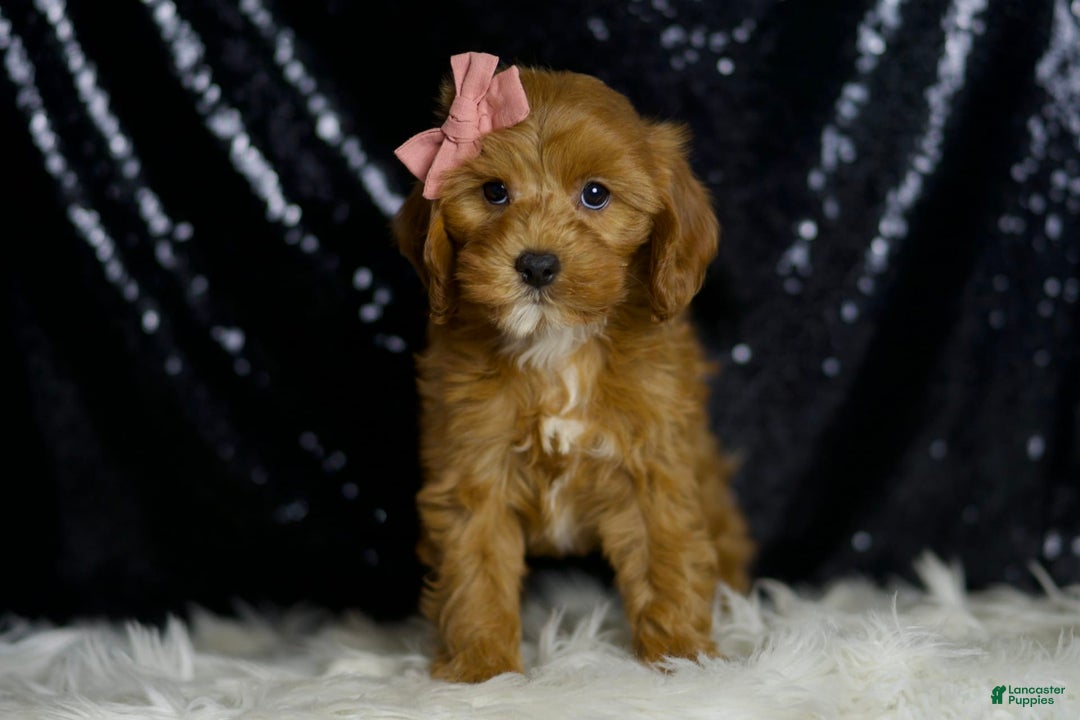 Cavapoo dogs for sale: Nala - Image 1