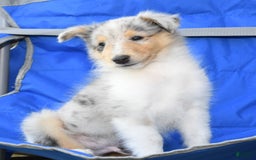 Collie dogs for sale: Pewter - Image 2