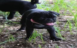 Pug dogs for sale: Gracie - Image 1