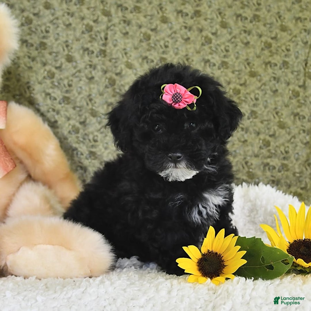 Havapoo dogs for sale: Lollipop - Image 3