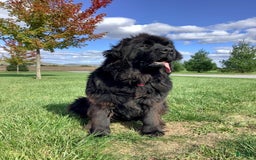 Newfoundland dogs for sale: Dawson - Image 3