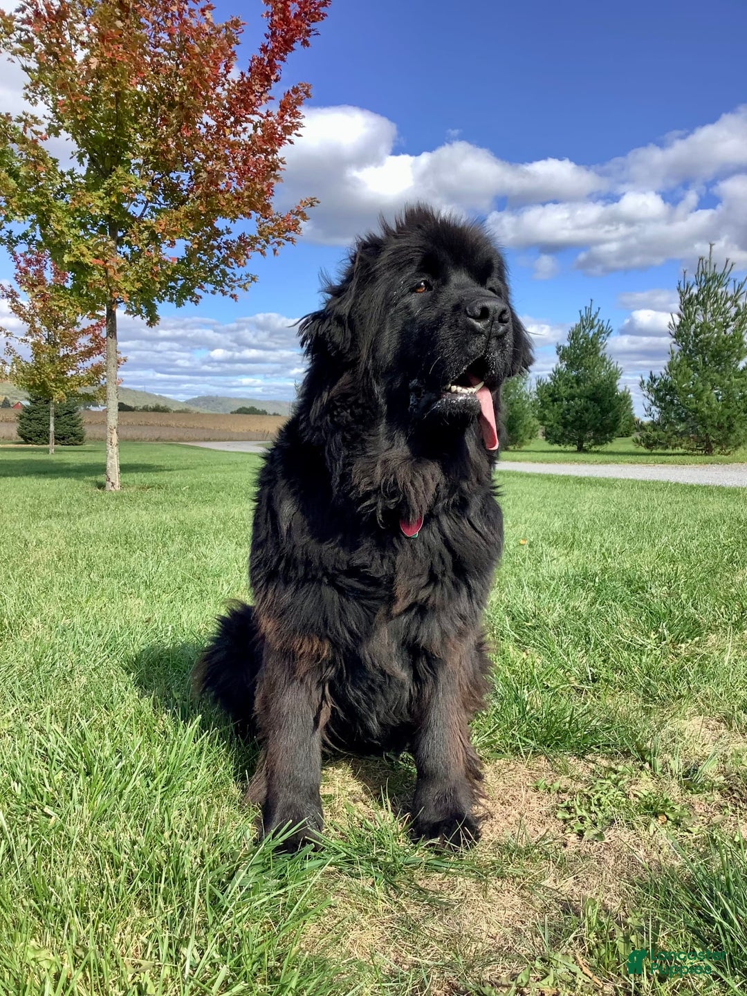 Newfoundland dogs for sale: Dawson - Image 3