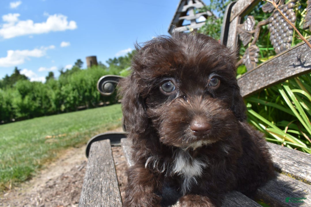 Havapoo dogs for sale: Annie - Image 6
