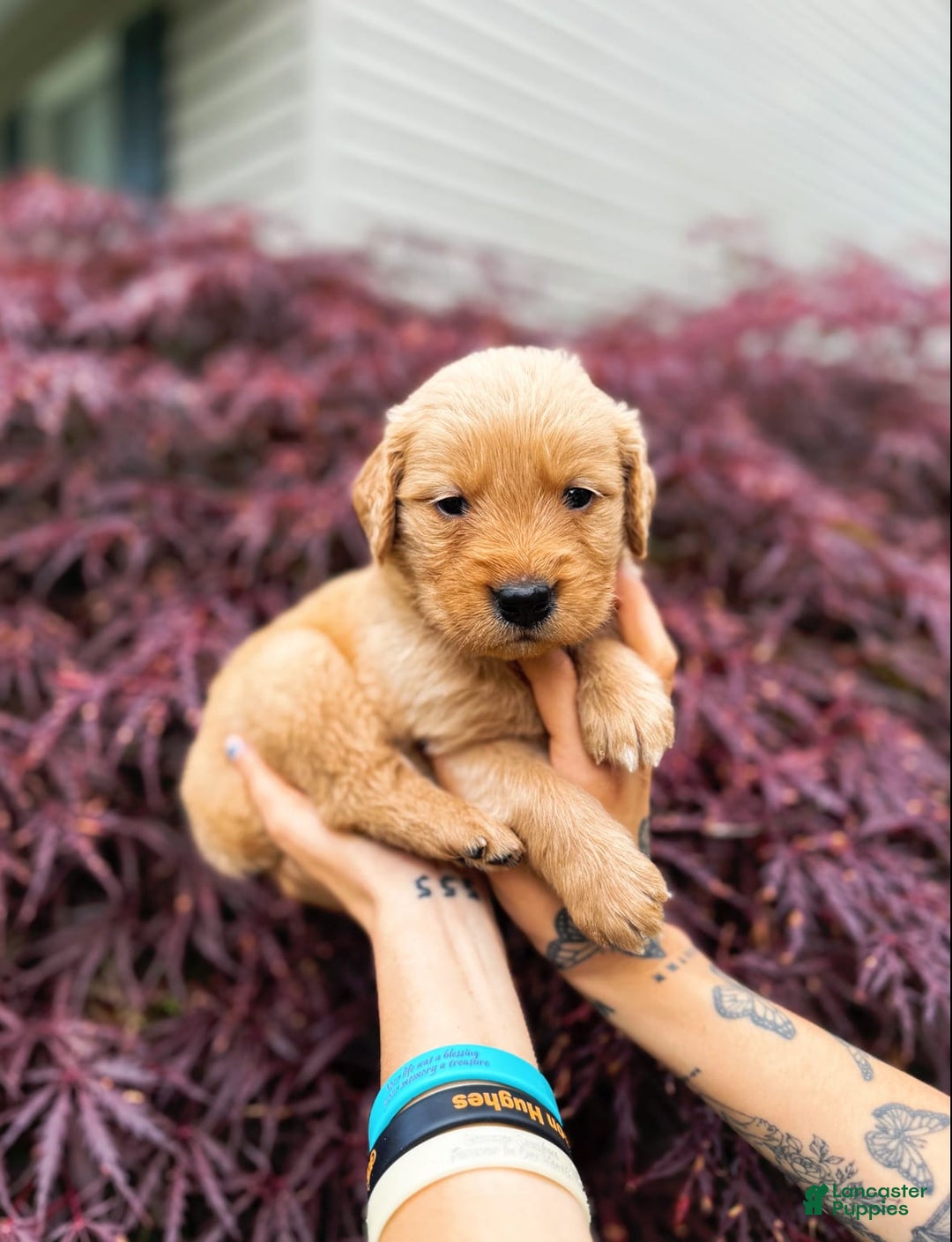 Golden Retriever dogs for sale: Willow - Image 9