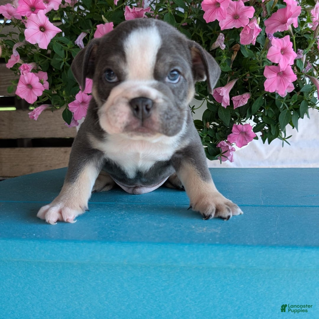 English Bulldog dogs for sale: Heath - Image 1