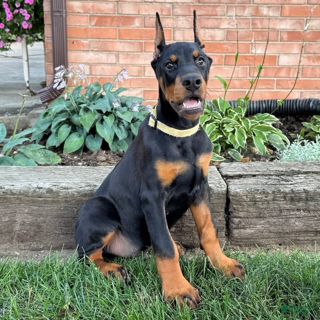 Doberman Pinscher dogs for sale: Stetson - Image 1