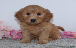 Mini Goldendoodle dogs for sale: Bella - Image 3