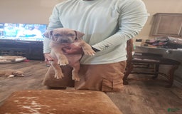 American Bully dogs for sale: Big Hoss - Image 174