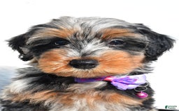 Mini Aussiedoodle dogs for sale: Elsie - Image 5