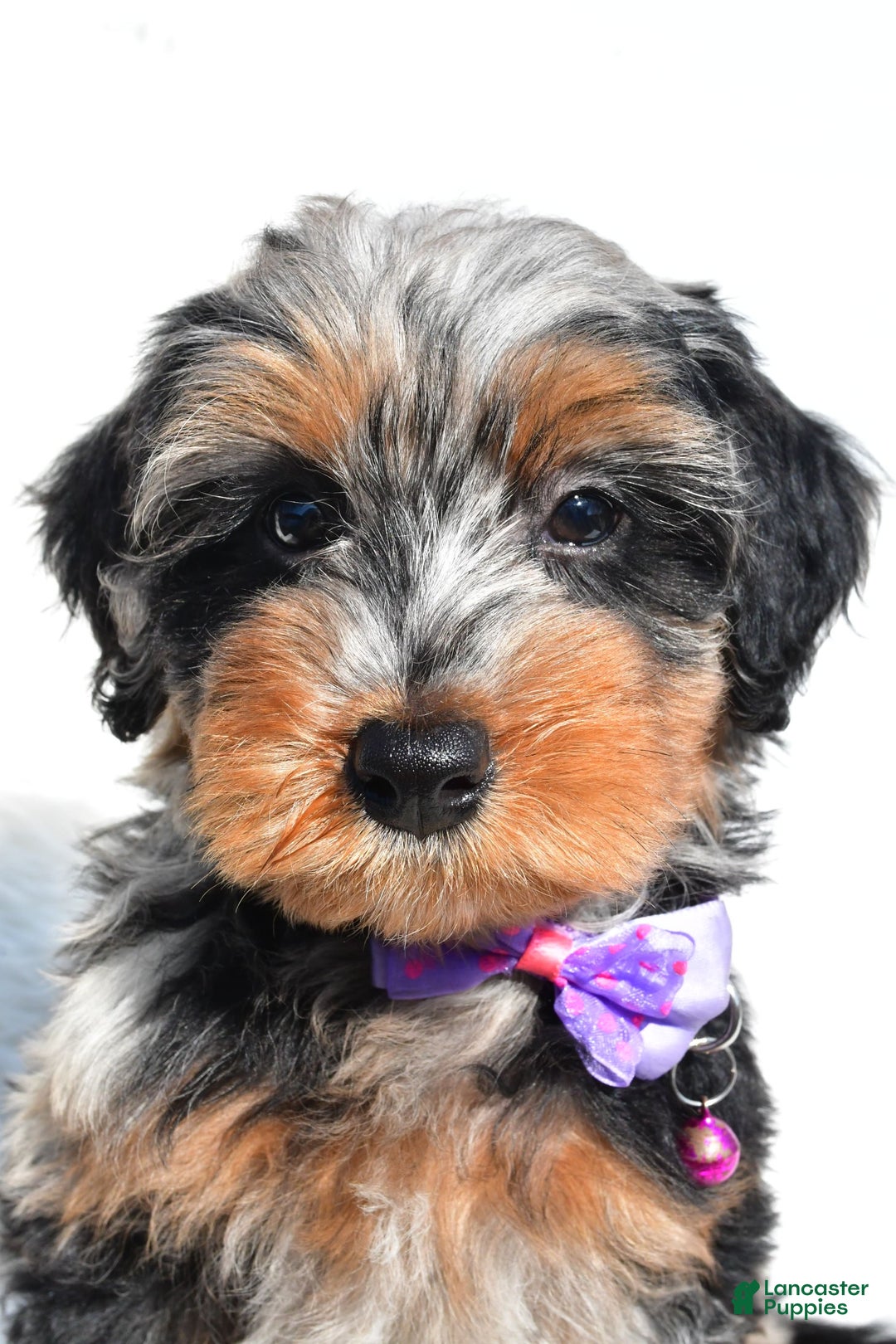 Mini Aussiedoodle dogs for sale: Elsie - Image 5