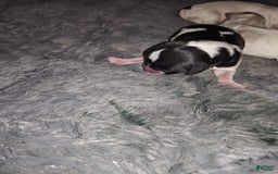 Jack Russell Terrier dogs for sale: Girl Black And White - Image 1