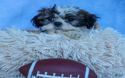 Shih Tzu dogs for sale: Bethany - Image 12
