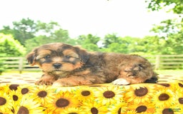 Shorkie dogs for sale: Eli - Image 4
