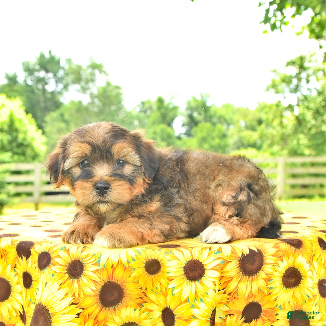 Shorkie dogs for sale: Eli - Image 4