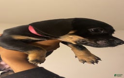 Dachshund dogs for sale: Sakura - Image 2