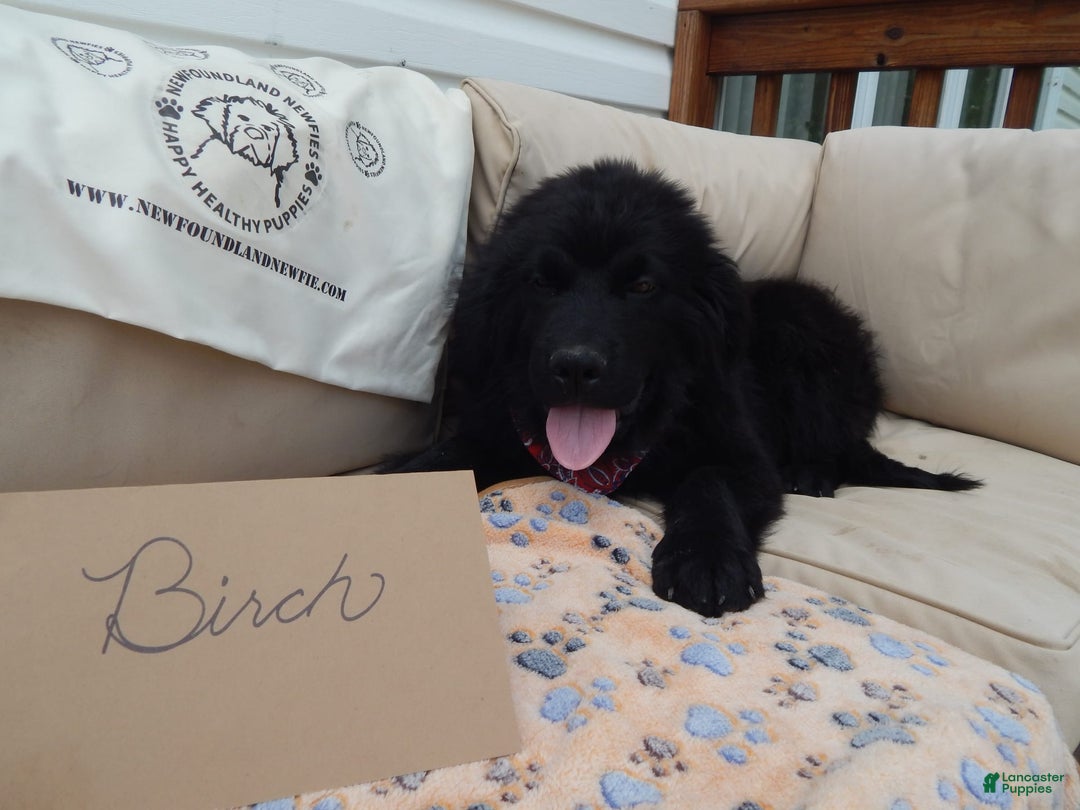 Newfoundland dogs for sale: Birch - Image 1