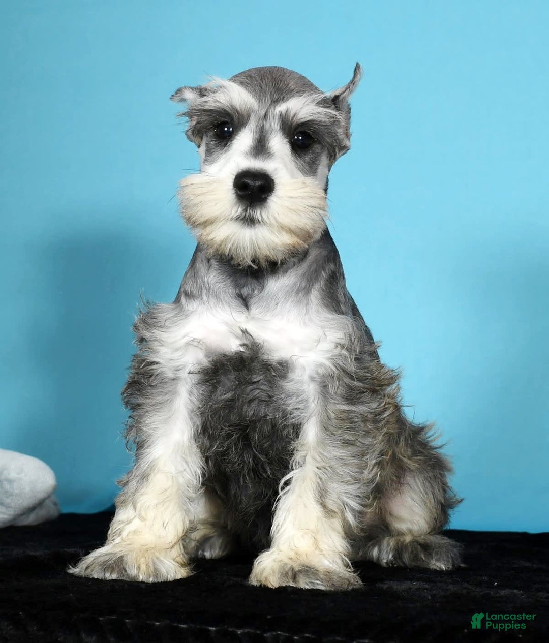Miniature Schnauzer dogs for sale: Ken - Image 8