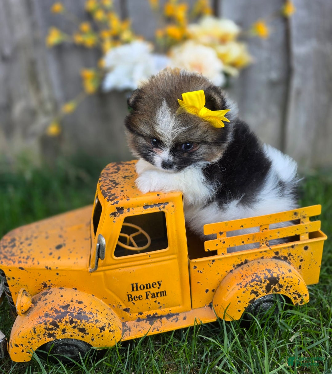 Pomeranian dogs for sale: Nirvana - Image 4