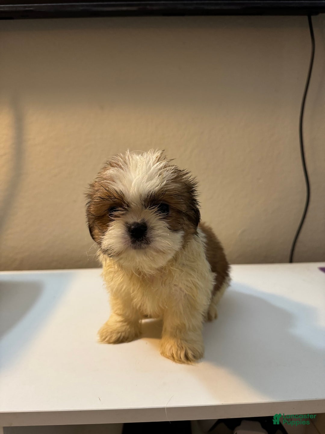 Shih Tzu dogs for sale: Shih Tzu 4 puppies - Image 13