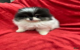 Pomeranian dogs for sale: Minnie - Image 4
