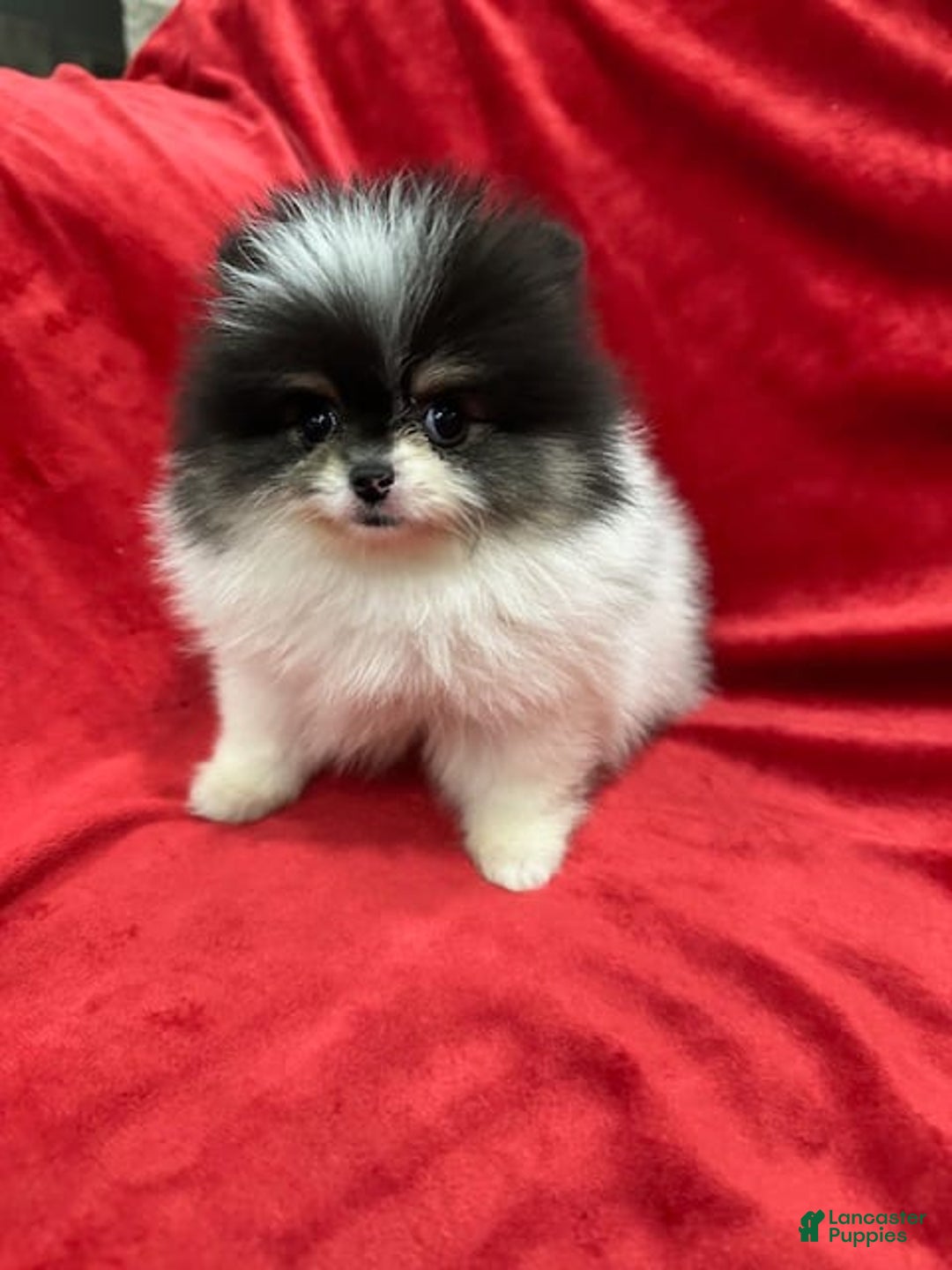 Pomeranian dogs for sale: Minnie - Image 4