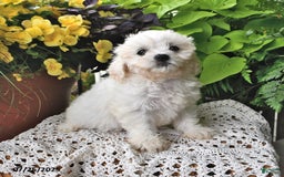 Cavachon dogs for sale: Maggie - Image 5