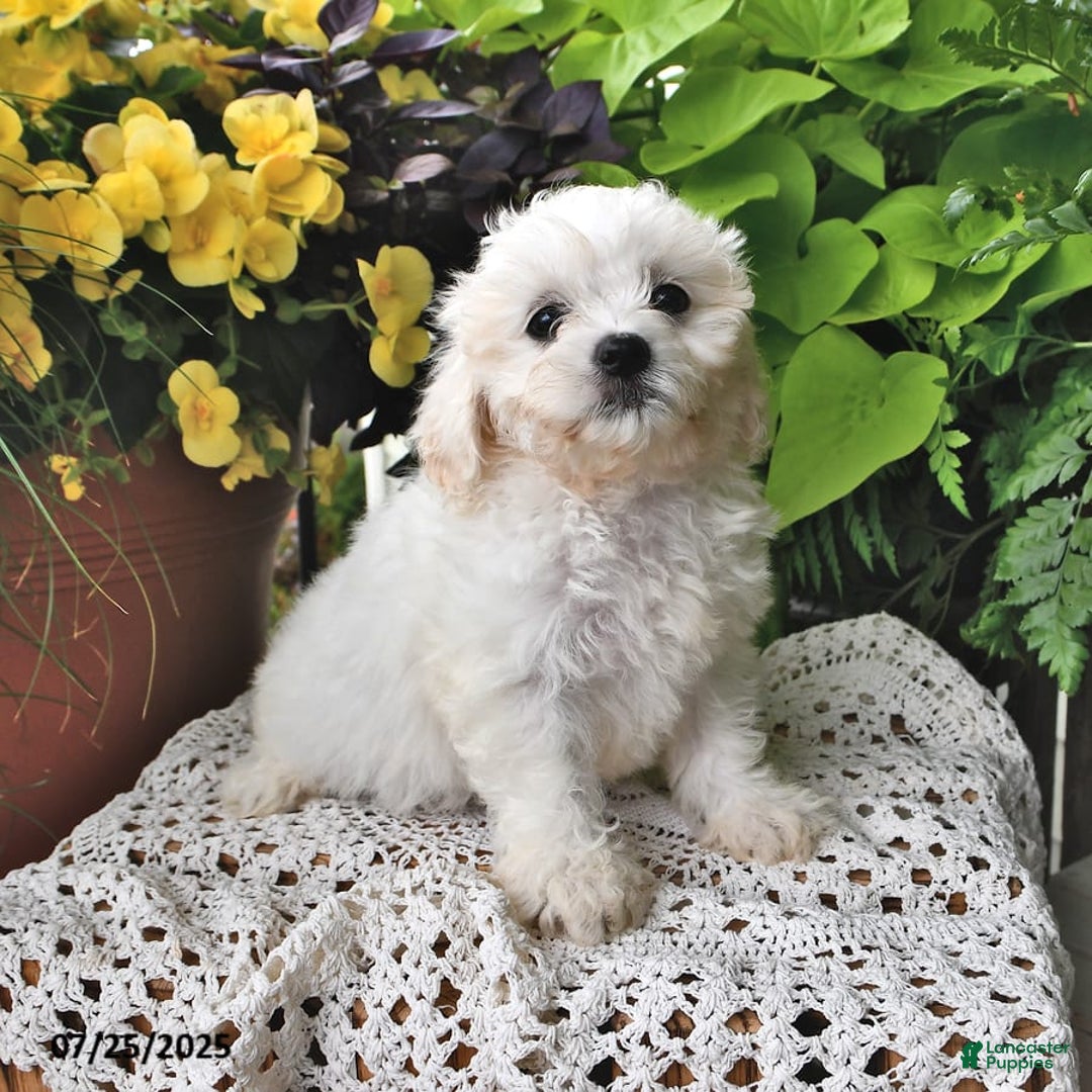 Cavachon dogs for sale: Maggie - Image 5