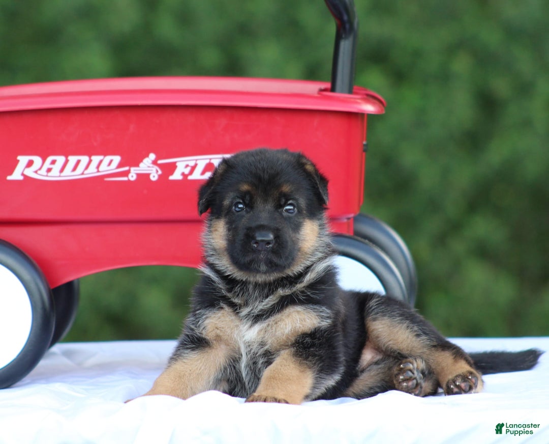 German Shepherd dogs for sale: Jayla - Image 4