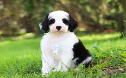 Sheepadoodle dogs for sale: Everett - Image 1
