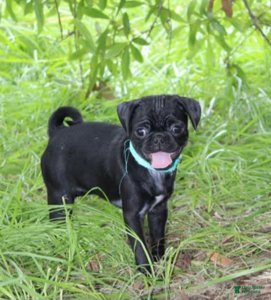 Pug dogs for sale: Luna - Image 3