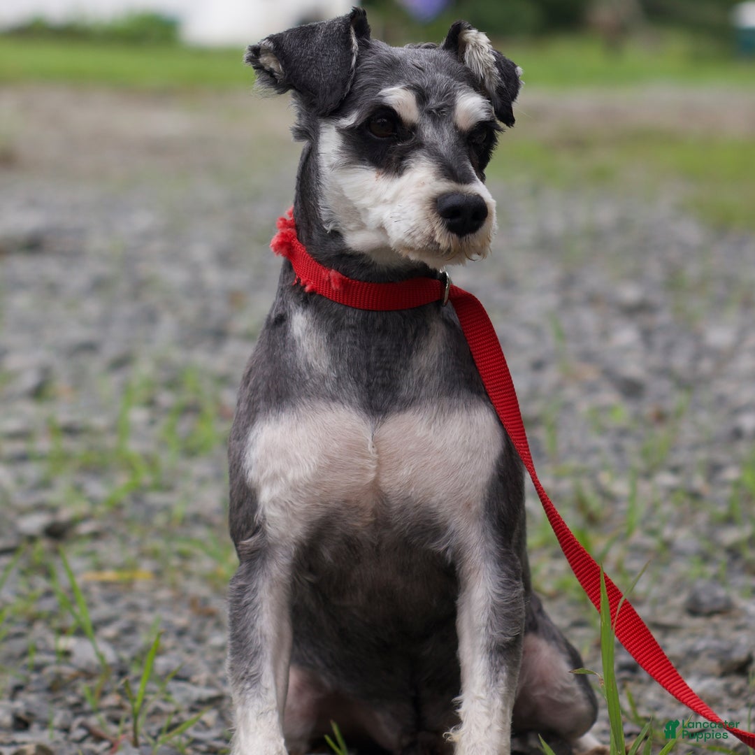 Miniature Schnauzer dogs for sale: Shanon - Image 6