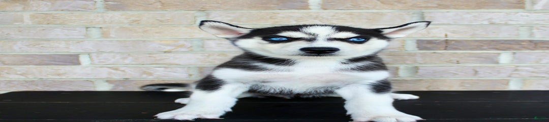 Atta