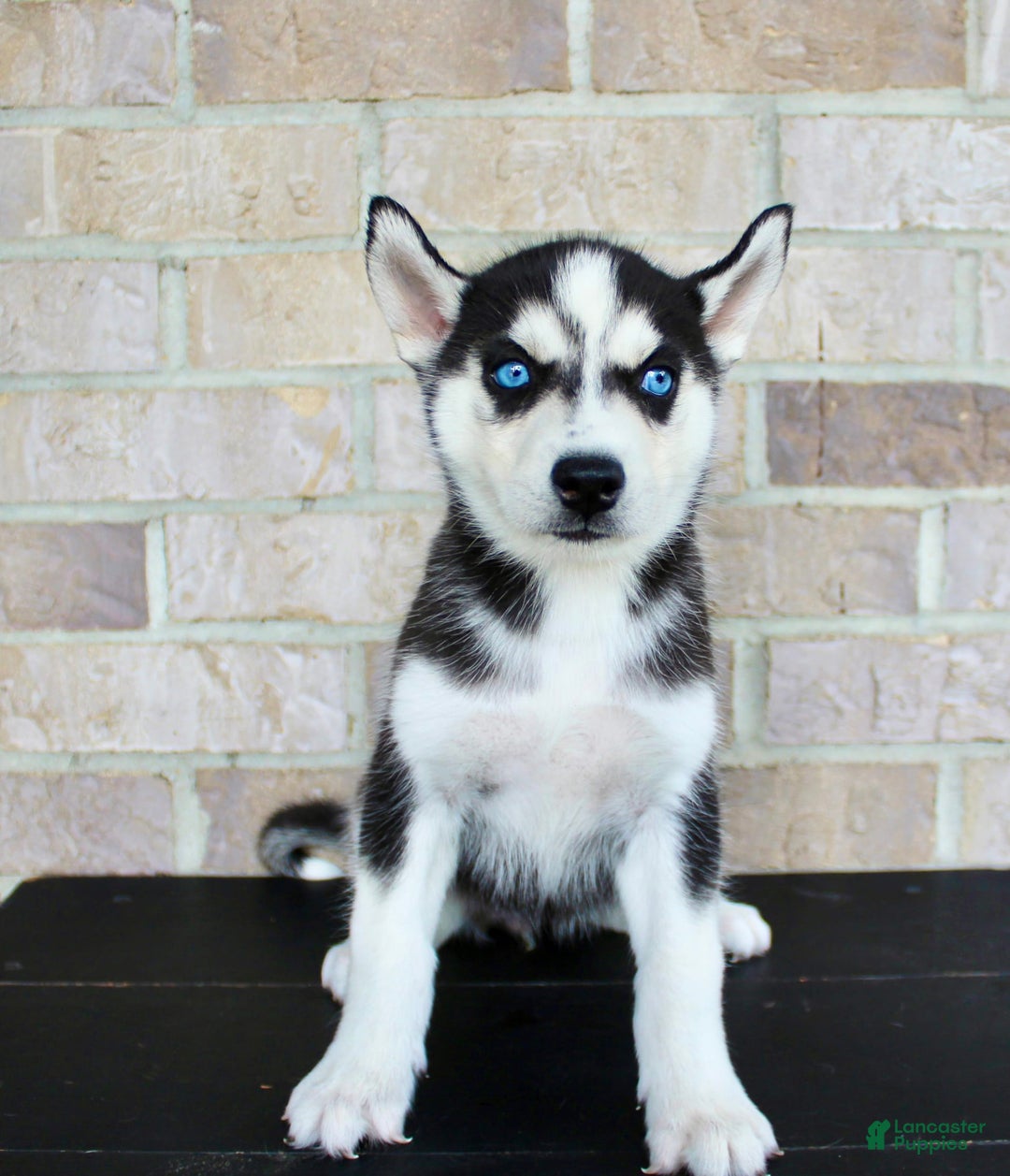 Siberian Husky dogs for sale: Atta - Image 1