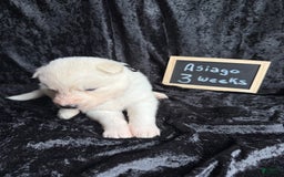 Siberian Husky dogs for sale: Asiago - Image 1